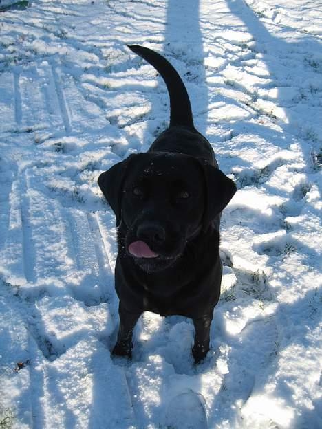 Labrador retriever Buster - Buster i sneen.. må jeg godt få en godbid nu?? billede 5