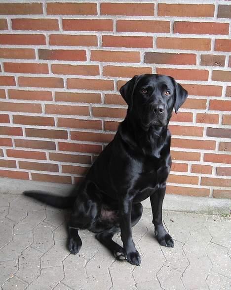 Labrador retriever Buster - Buster som fotomodel billede 6