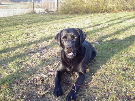 Labrador retriever Buster - Dejlige Buster billede 9