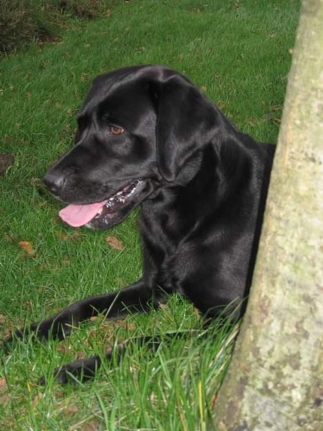 Labrador retriever Buster billede 10