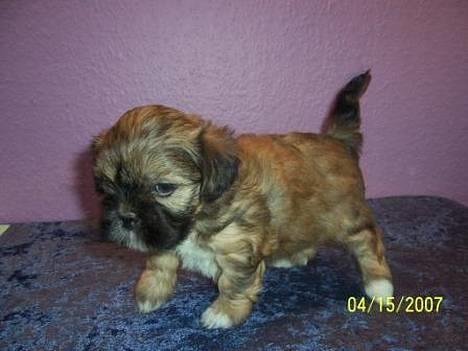 Lhasa apso bonnie.*Død d 14/11 2008* - Det er så becca vores nye hund som vi får den 4 maj billede 11