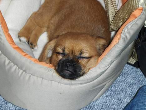 Blanding af racer Bonnie - Dejligt med en lille morfar... billede 1