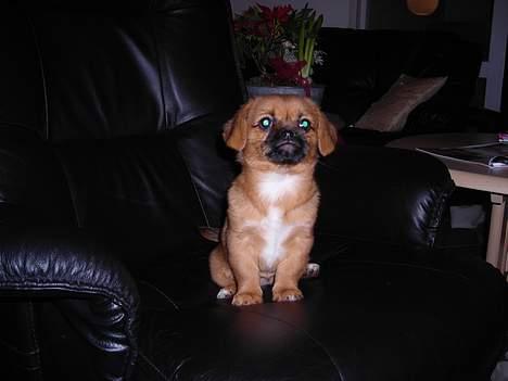 Blanding af racer Bonnie - får jeg den godbid nu så? billede 2