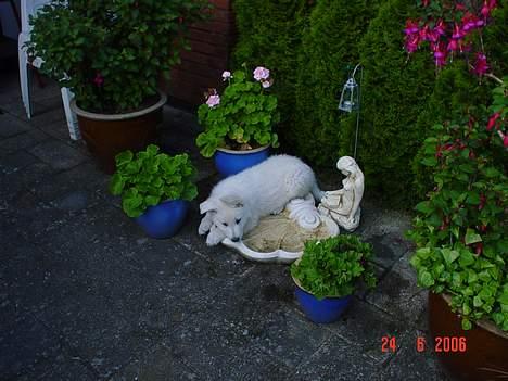 Hvid schæfer Cisco - Cisco´s "pool" - 8uger billede 2