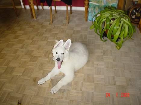 Hvid schæfer Cisco - "Har I set mine flotte ører?" - 12 uger billede 3