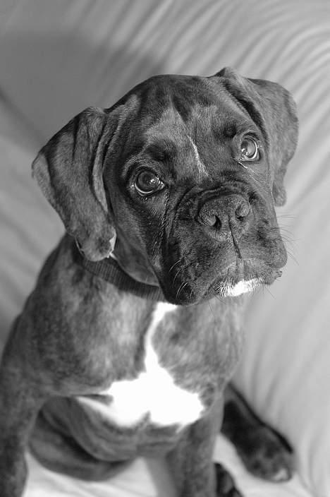 Boxer na frej vics amaryllis - var lige en tur til fotografen, billede 1