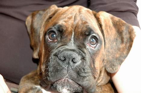 Boxer na frej vics amaryllis - putter i arm billede 2