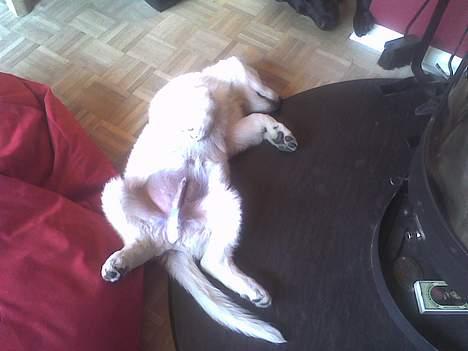 Hvid schæfer Cisco - Så er der dømt afslapning :-) billede 4