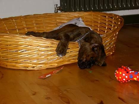 Boxer na frej vics amaryllis - 4 måneder gammel billede 4