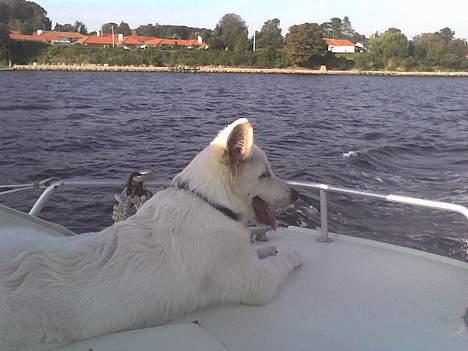 Hvid schæfer Cisco - Min første tur som skibshund - 6mdr. billede 5