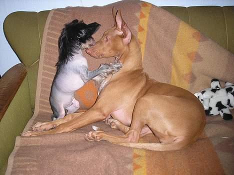 Pharaohound beate - beate og en meget lille og sær hund billede 7