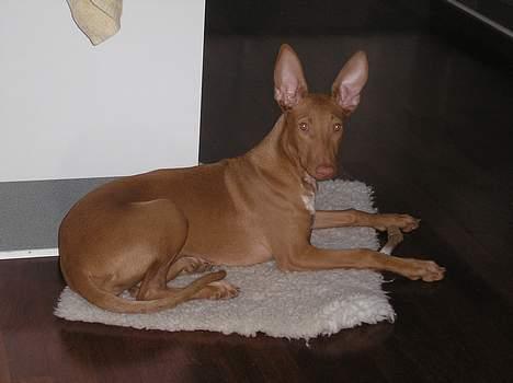 Pharaohound beate billede 8