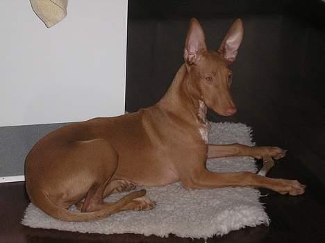 Pharaohound beate billede 9