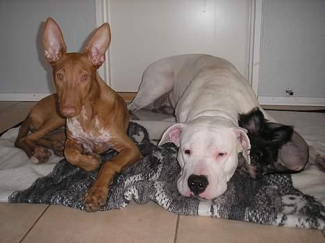 Pharaohound beate - en meget træt hund med hendes to legekammerater der var på besøg billede 10