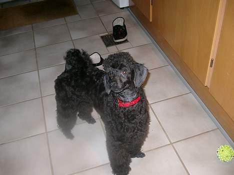 Mellempuddel Stritte - Hej med dig:D billede 1