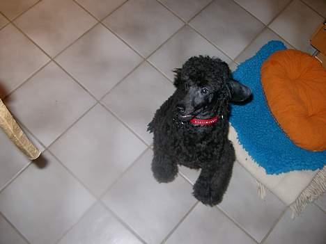 Mellempuddel Stritte - Jég skal bare have fat i det kødben:D billede 2