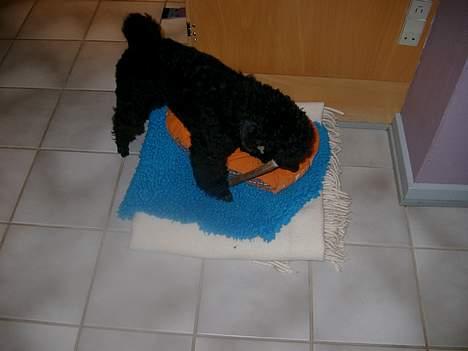 Mellempuddel Stritte - Arh jeg fik mit kødben GUF billede 3