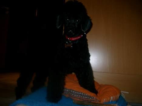 Mellempuddel Stritte - Se på mig<3 billede 4