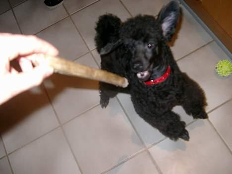 Mellempuddel Stritte - Jaaah billede 5