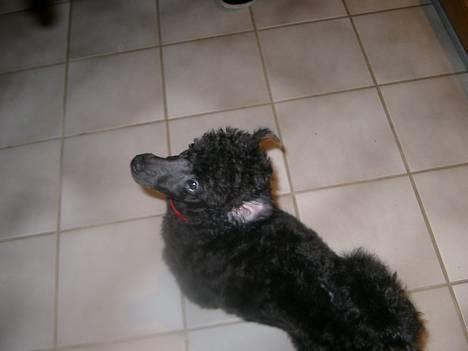 Mellempuddel Stritte billede 6