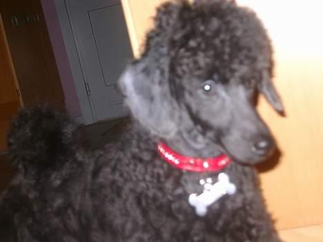 Mellempuddel Stritte billede 7