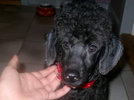 Mellempuddel Stritte billede 8