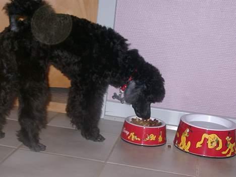 Mellempuddel Stritte billede 9