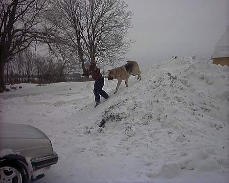 Blanding af racer scooby - Nuttet billede 5