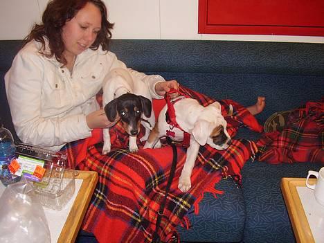 Dansk svensk gaardhund daisy  - på færgen kl 2 om natten og vi gider ikke sove nu det er sjovt det her :) billede 16