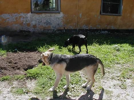 Blanding af racer scooby - Nuttet billede 6