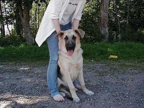 Blanding af racer scooby - Nuttet billede 7