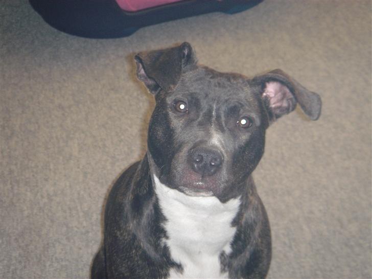 Amerikansk staffordshire terrier Diva - knap 1 år.. billede 1