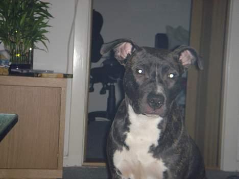 Amerikansk staffordshire terrier Diva billede 2