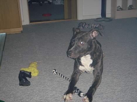 Amerikansk staffordshire terrier Diva billede 3