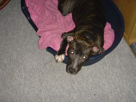 Amerikansk staffordshire terrier Diva billede 4