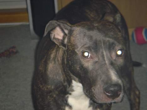 Amerikansk staffordshire terrier Diva billede 5