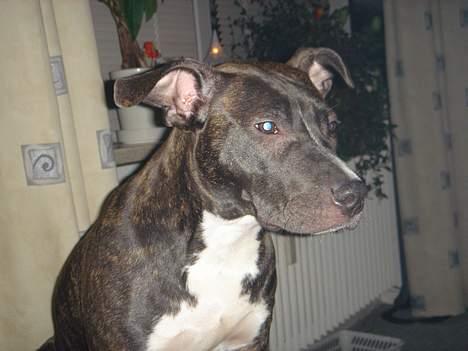 Amerikansk staffordshire terrier Diva billede 6