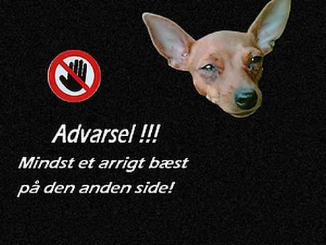 Dvaergpinscher Channi - tjek lige det seje billede af channi var! hehe tusind tak Alex n billede 16