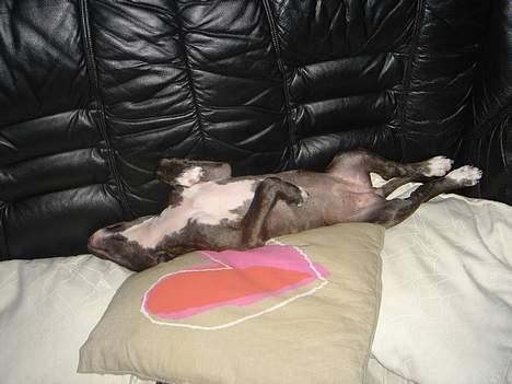 Amerikansk staffordshire terrier Diva - Ca. 11 uger.. billede 7