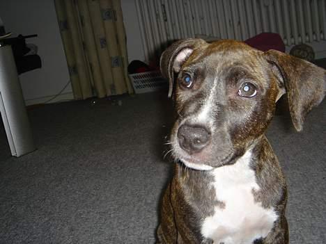 Amerikansk staffordshire terrier Diva - ca. 13 uger.. billede 8