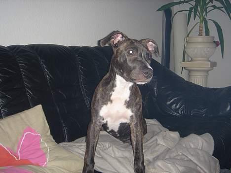 Amerikansk staffordshire terrier Diva - ca. 21 uger.. billede 9