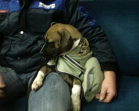 Blanding af racer kikki - Det er koldt, med toget billede 6