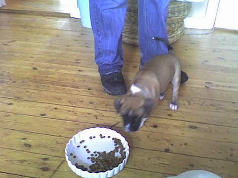 Blanding af racer kikki - kikki den første gang vi så hende billede 7