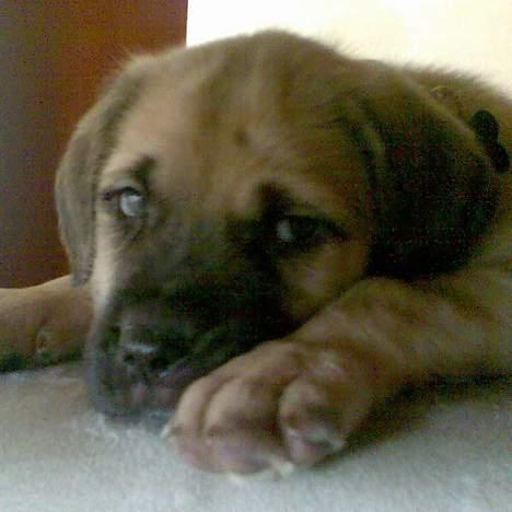 Mastiff Lille My billede 1