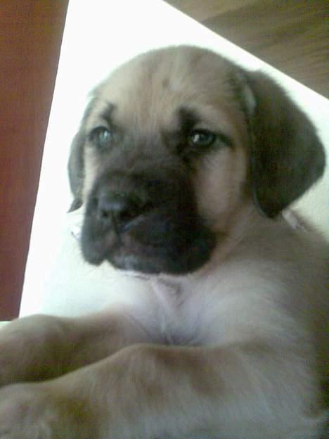 Mastiff Lille My billede 2