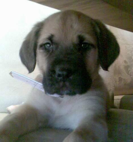 Mastiff Lille My billede 3