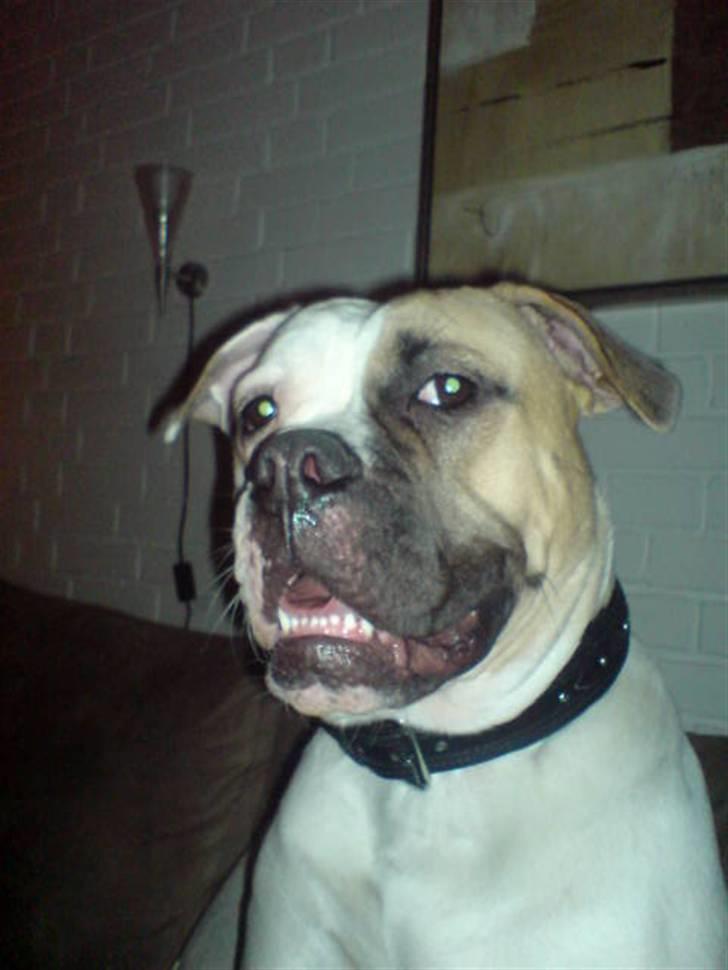 Amerikansk bulldog liva - lidt lækker ikk??? billede 2