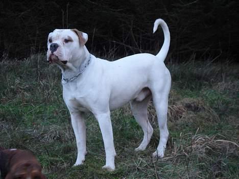 Amerikansk bulldog Østergård's Whitey "Ozzy" billede 1