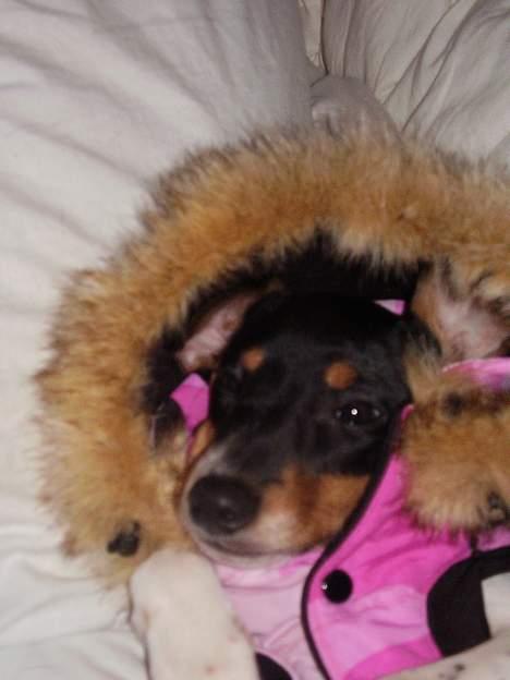 Dansk svensk gaardhund daisy  - skal ligge prøve min nye jakke som kom med posten til mig =)  billede 17