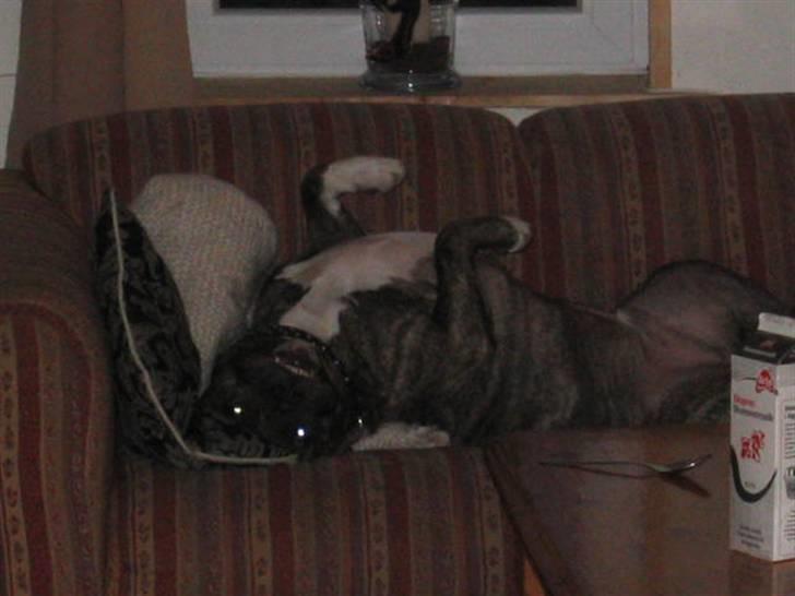 Amerikansk staffordshire terrier Dex Dexter billede 17